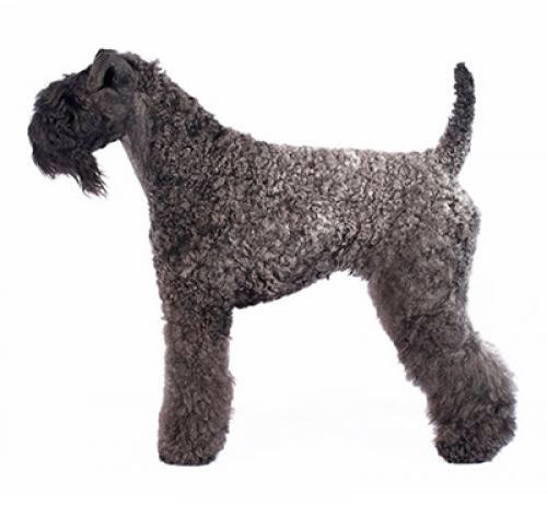 Kerry Blue Terrier Kerry Blue Terrier