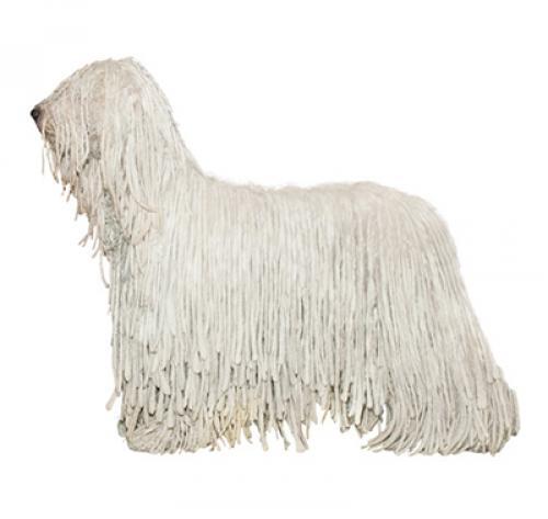Komondor Komondor