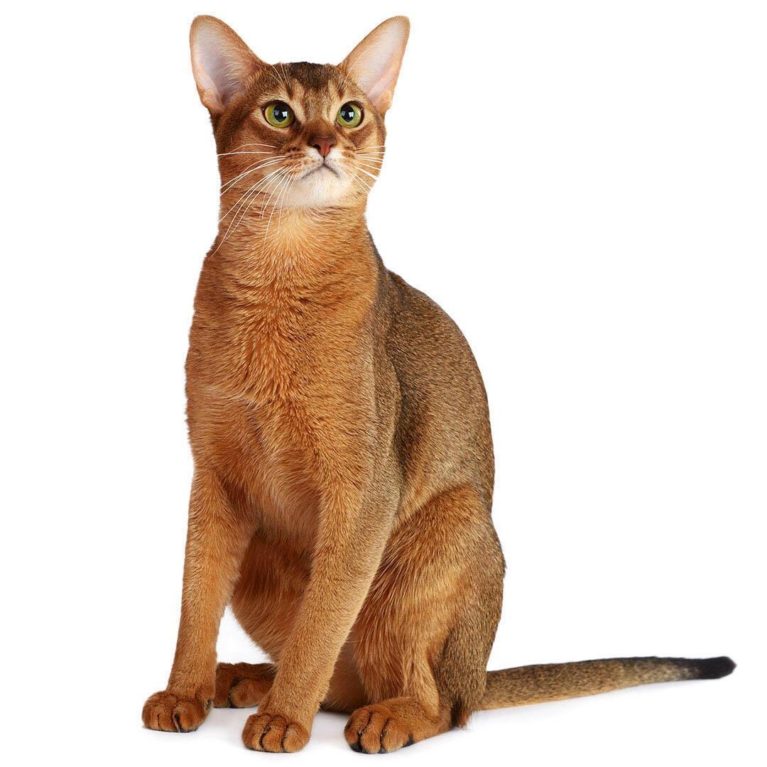 Абіссінська порода кішок