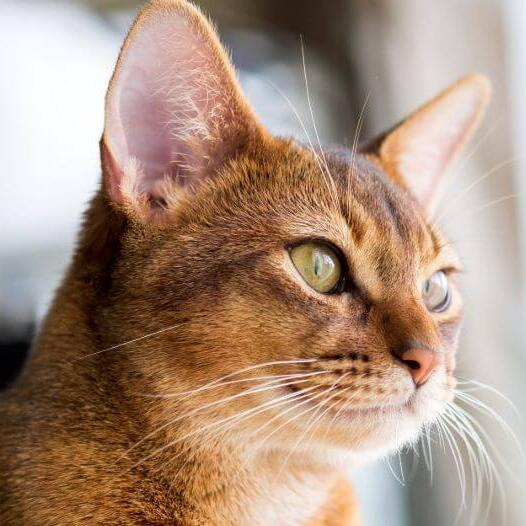 Абіссінська порода кішок