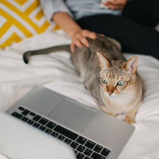 Жінка дивиться фільм на своєму ноутбуці зі своїм улюбленцем - азійським котом