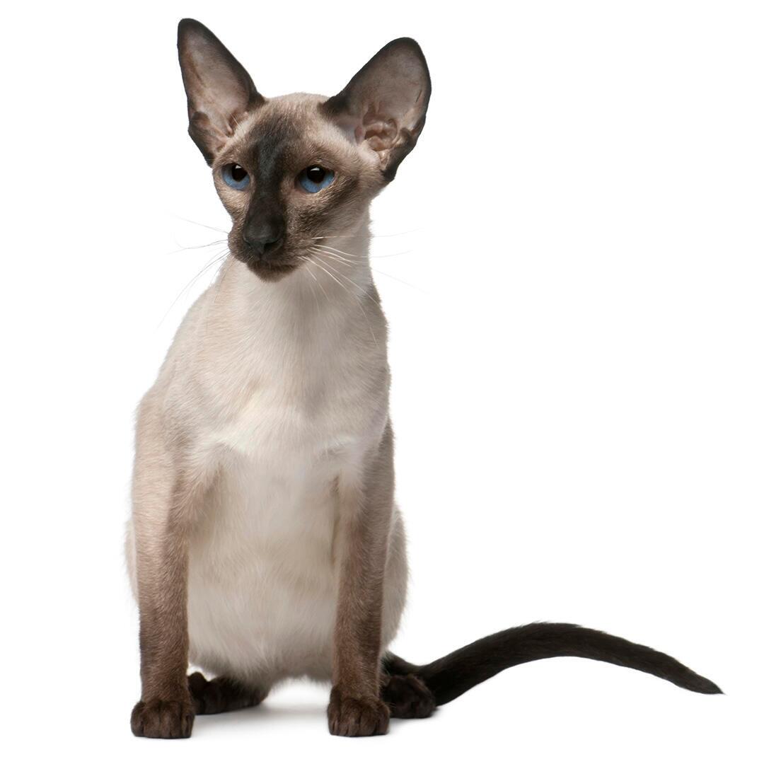 Балінезійська порода кішок