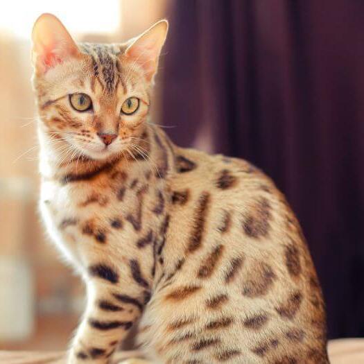 Бенгальська порода кішок