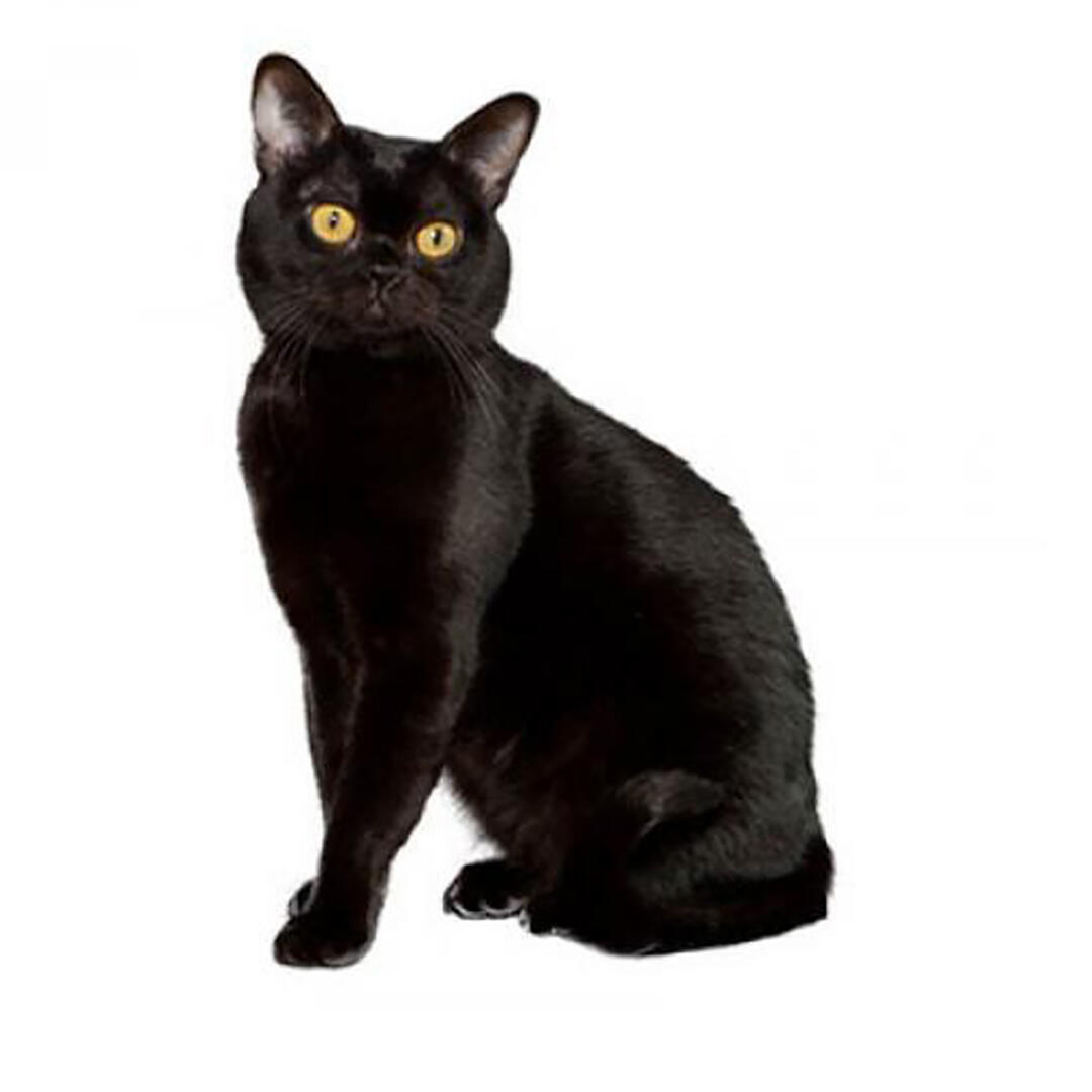 Бомбейська порода кішок