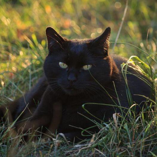 Бомбейська кішка лежить на полі квітів