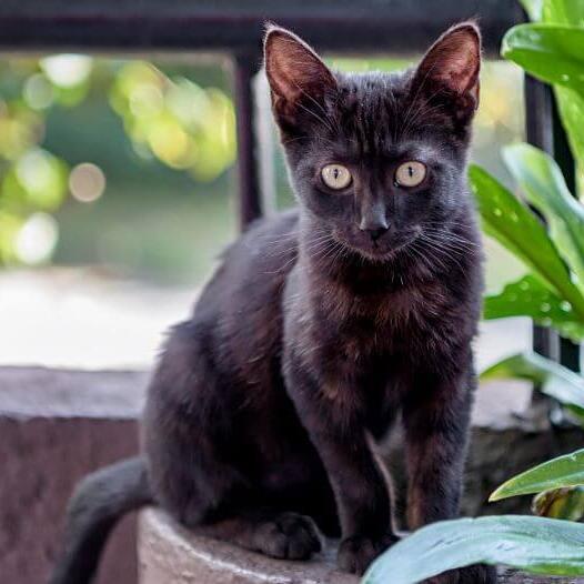 Бомбейська кішка стоїть на балконі