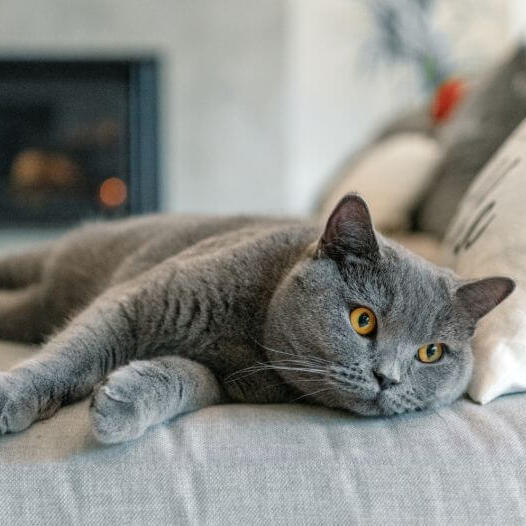 Британська короткошерста кішка дрімає на дивані