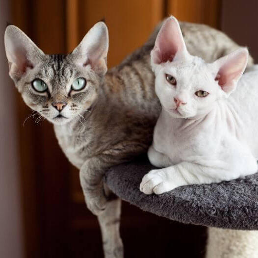 Два коти девон-рекс дрімають разом