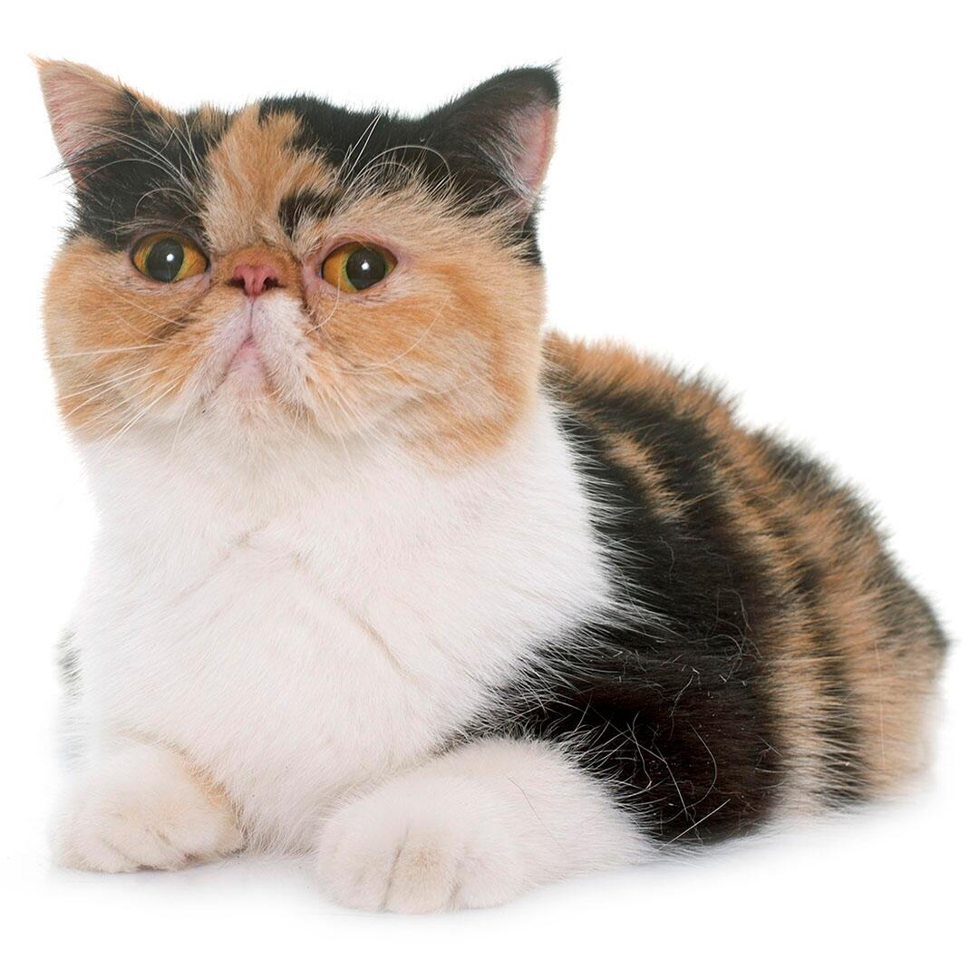 Порода котів екзотична короткошерста кішка