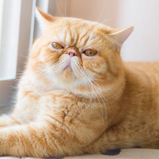 Порода котів екзотична короткошерста кішка