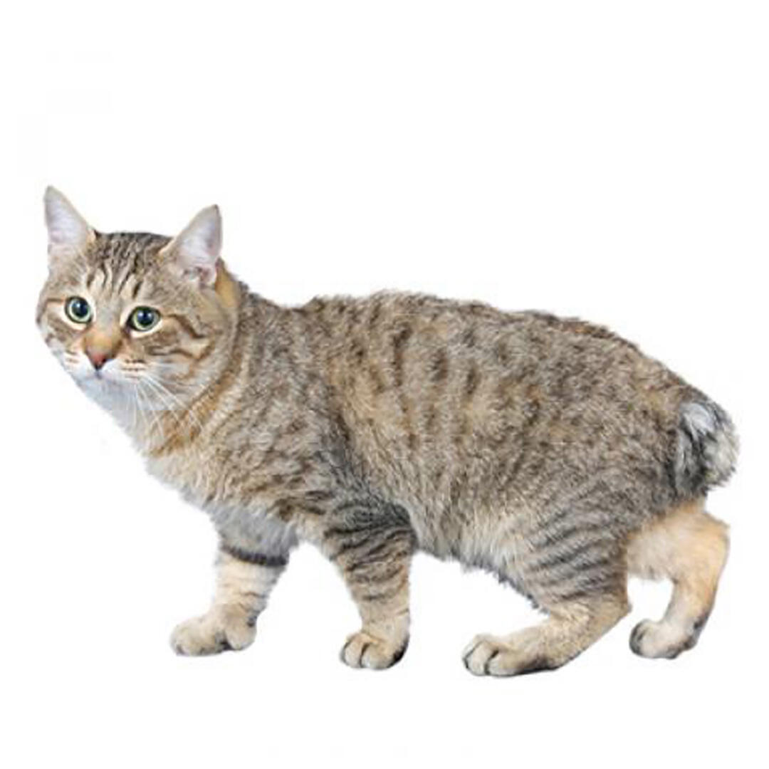 Порода котів японський бобтейл (довгошерстий) 