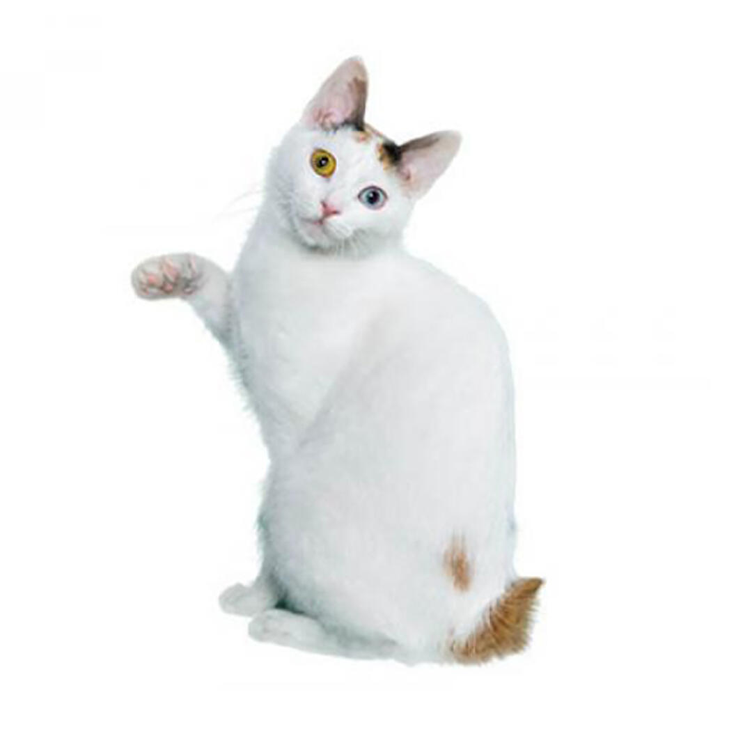Порода кішок японський бобтейл (короткошерстий)