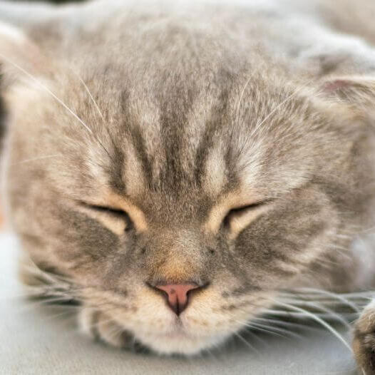 Порода котів японський бобтейл (довгошерстий) 