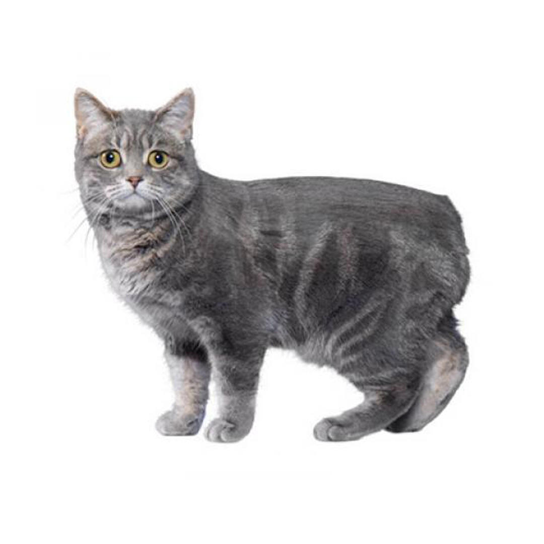 Порода котів менська кішка 