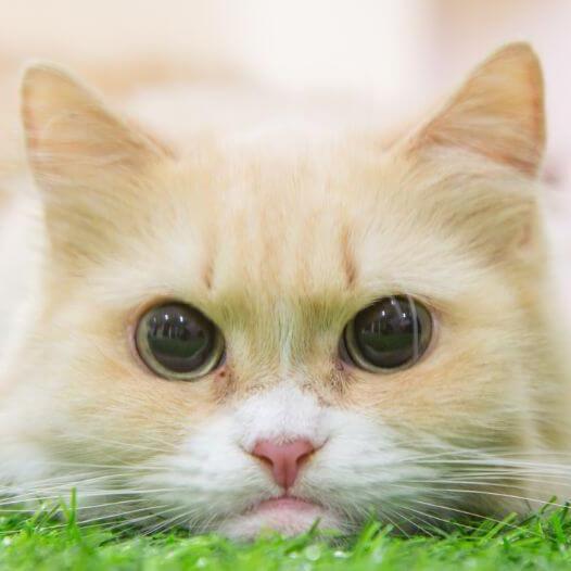 Порода котів манчкін
