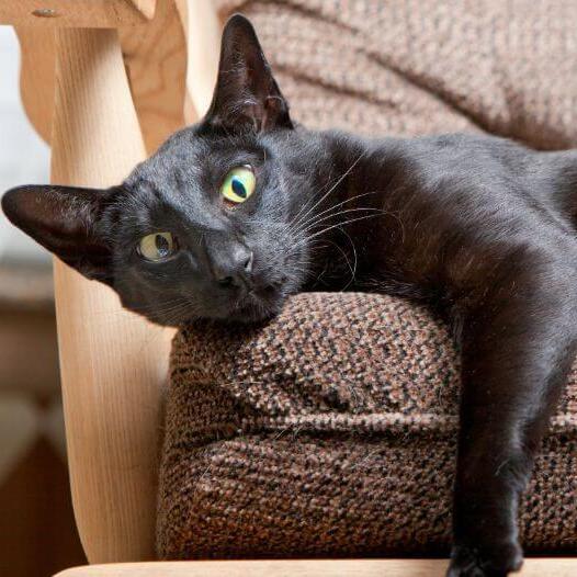 Орієнтальна короткошерста кішка лежить на дивані