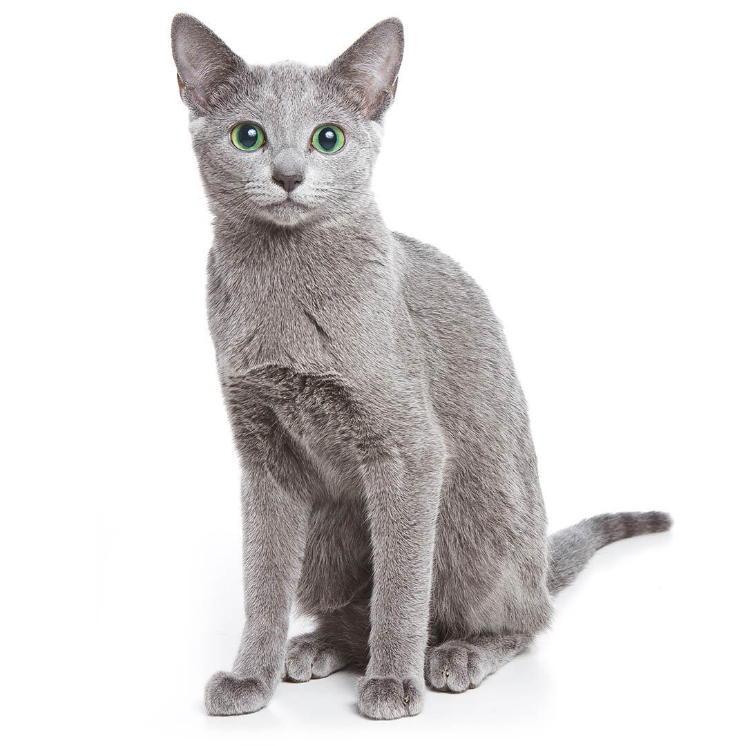 Порода кішок російська блакитна кішка