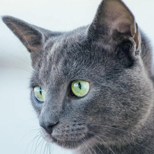 Російська блакитна кішка дивиться на когось