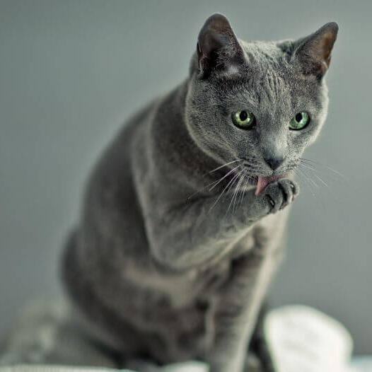 Порода кішок російська блакитна кішка