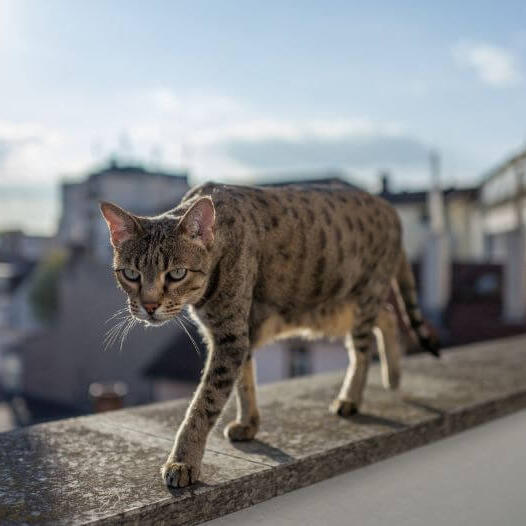 Кішка саванна гуляє по балкону