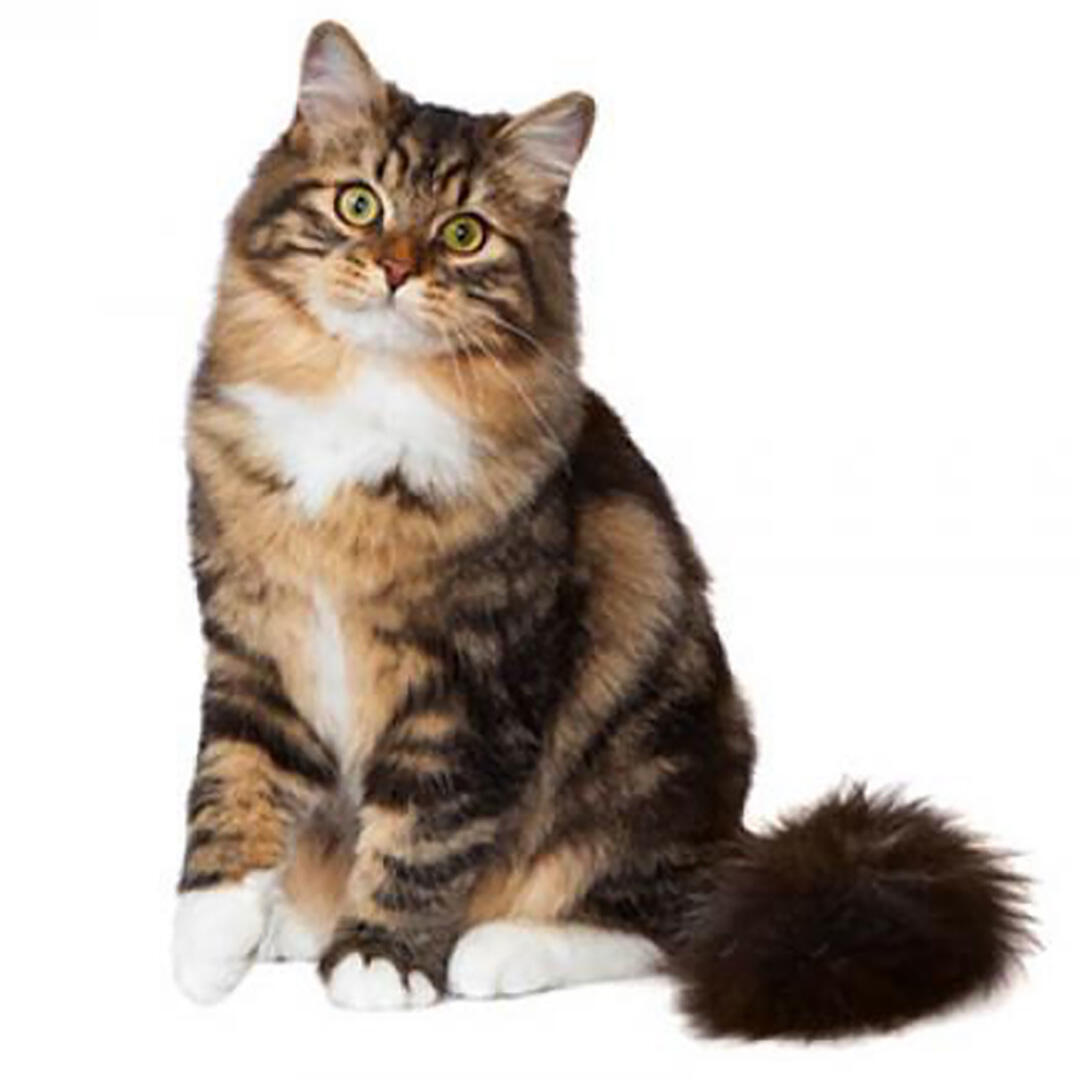 Порода кішок сибірська лісова кішка