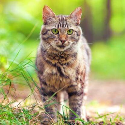 Сибірська лісова кішка гуляє в лісі