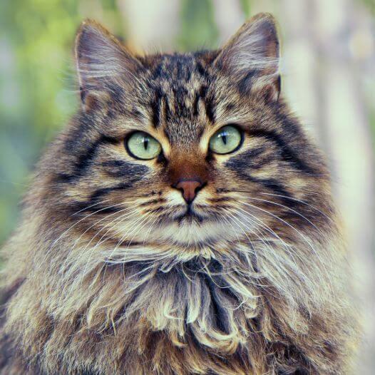 Сибірська лісова кішка стоїть біля лісу