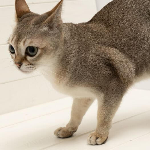 Сінгапурська кішка спостерігає за мишкою і хоче пограти