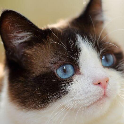 Кішка сноу-шу із блакитними очима пильно дивиться