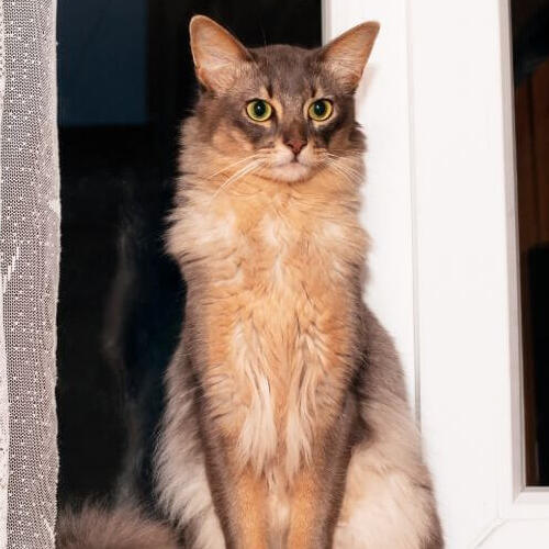 Сомалійська кішка стоїть біля вікна