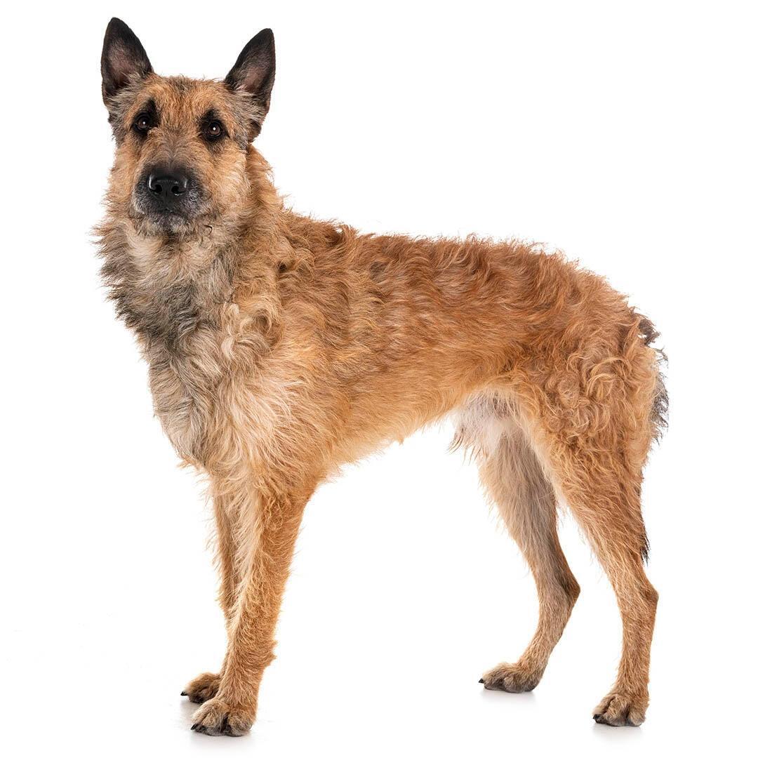 Порода собак бельгійська вівчарка лакенуа