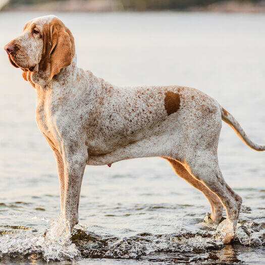 Італійський лягавий собака стоїть біля води