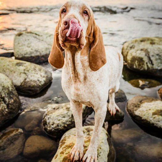Італійський лягавий собака стоїть на камінні біля води