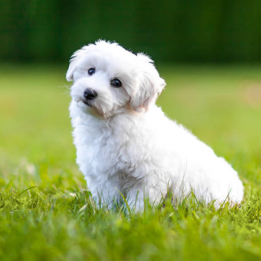 білий пухнаста собака сидить на траві