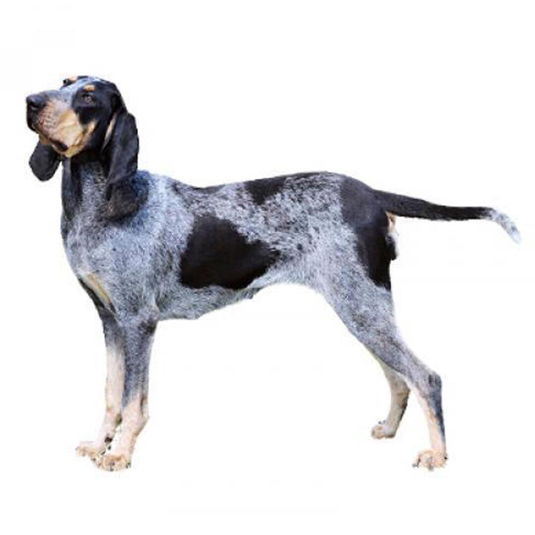 Порода собак великий блакитний гасконський гончак
