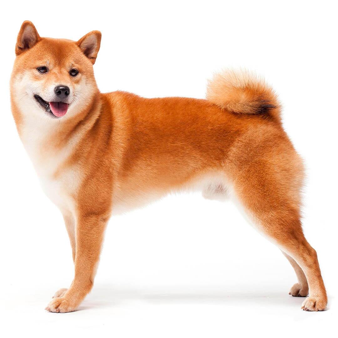 Порода собак Японський шиба-іну