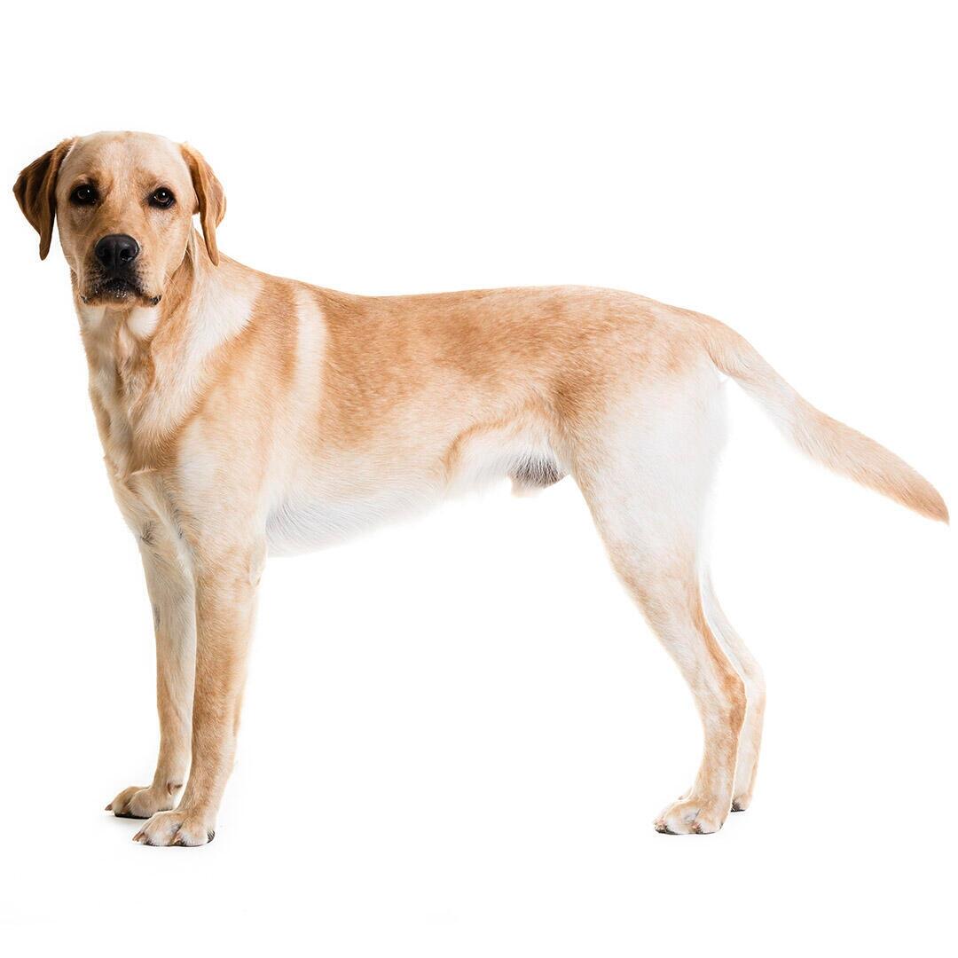 Порода собак лабрадор-ретривер