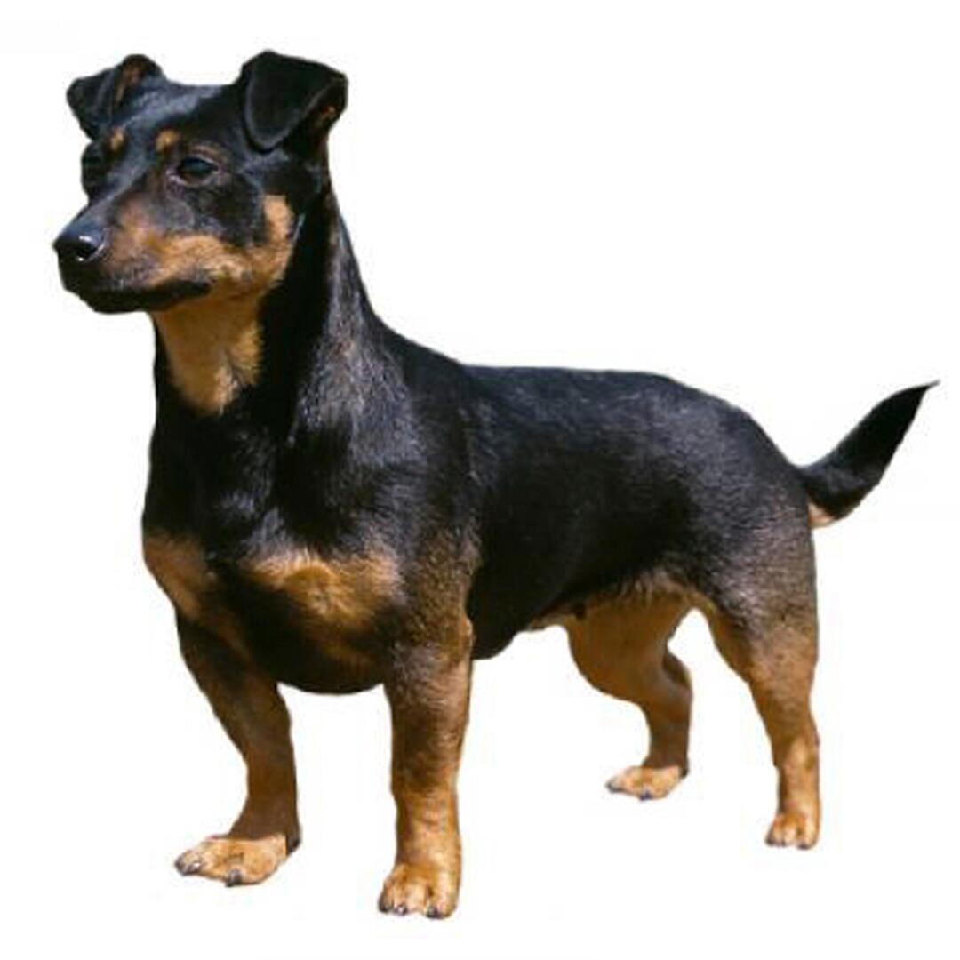 Порода собак ланкаширський хілер