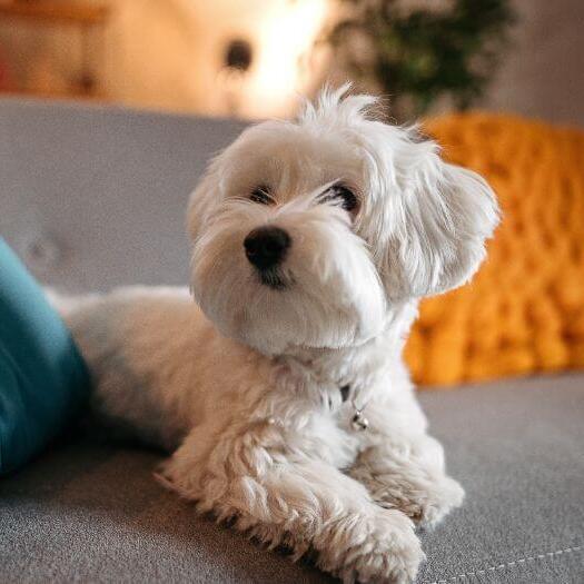 Собака мальтійська болонка лежить на дивані
