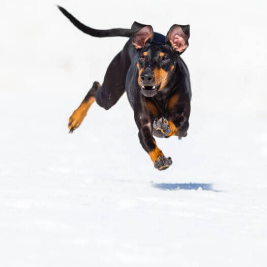 Собака швидко біжить по снігу