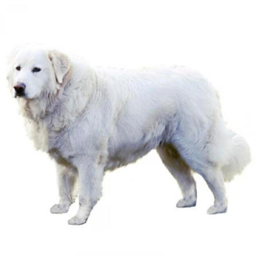 Порода собак маремма-абруцька вівчарка