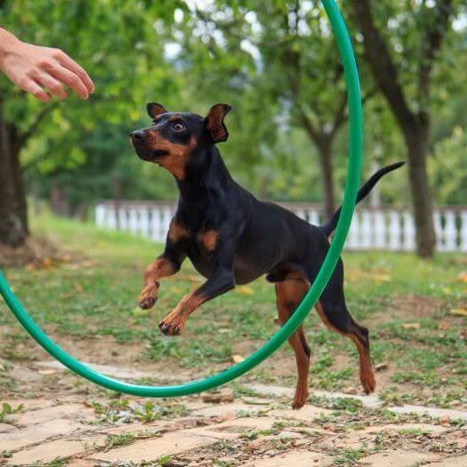 Собака стрибає крізь тренувальне коло