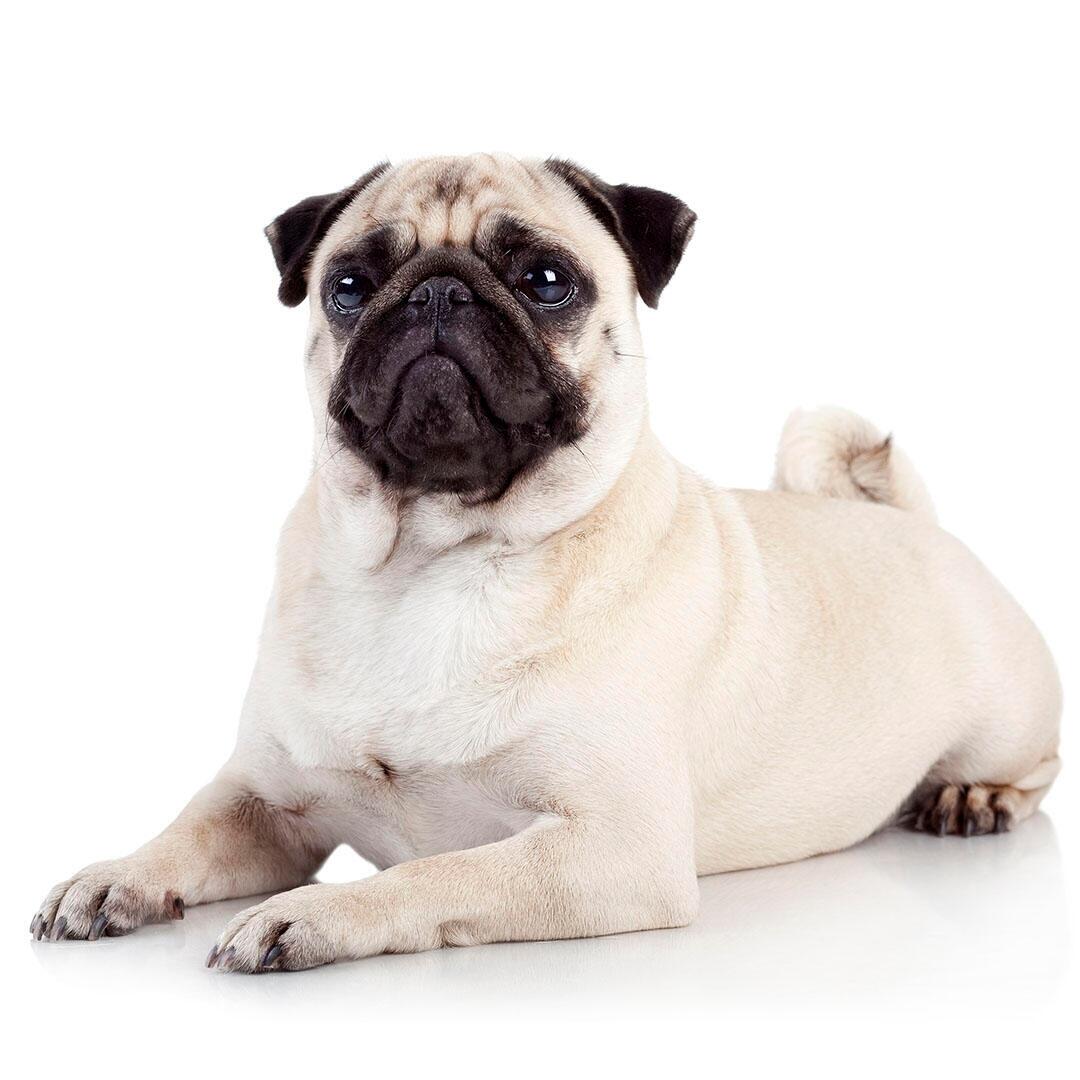 Pug purina hot sale