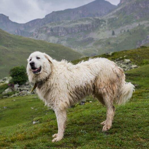 Піренейський гірський собака стоїть біля гірських схилів