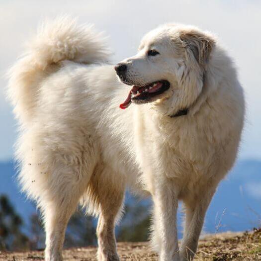 Піренейський гірський собака гуляє біля гори