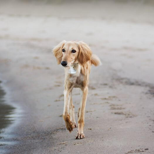 Собака салюки біжить на пляжі