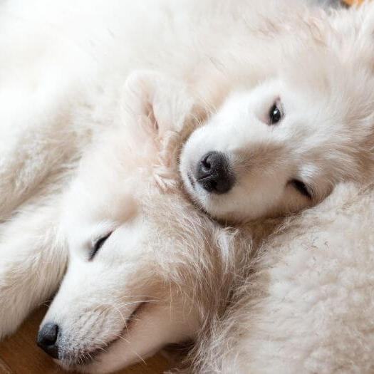 Дві собаки самоїд сплять
