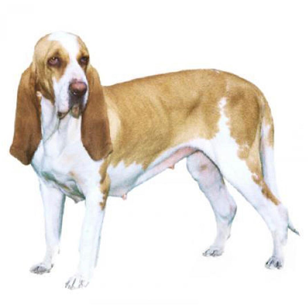 Порода собак італійський гончак 