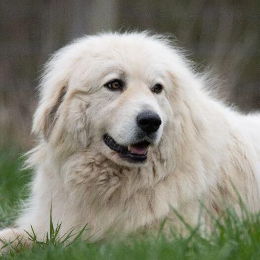 Піренейський гірський собака
