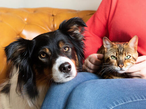 Собака та кішка на колінах власника